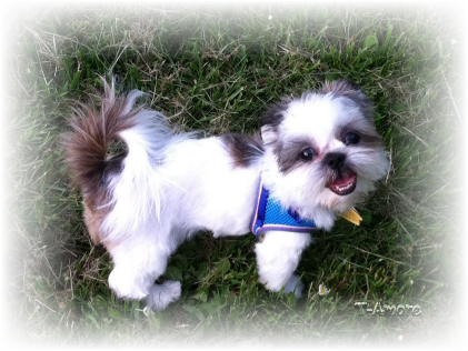 Amor shih best sale tzu farm